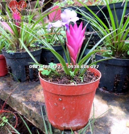 Chăm sóc cây quạt ba tiêu nhỏ – tưới nước và ánh sáng phù hợp