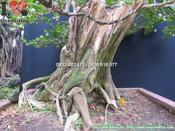 Cây quý bonsai cổ thụ đẹp cao 140cm dùng làm điểm nhấn cảnh quan