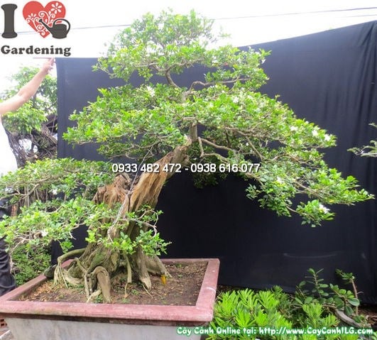 Cây quý bonsai cổ thụ đẹp hoành 100cm dáng cổ kính