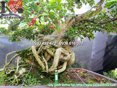 Cây quý bonsai đẹp 135cm - góc chụp chính diện