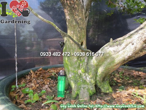 Cây quý bonsai già đẹp ms 12798 hoa trắng tinh khôi