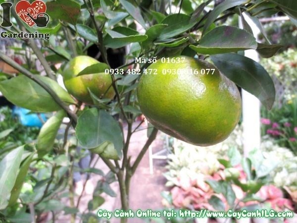 Chi tiết quả cây quýt trái cao 1m5