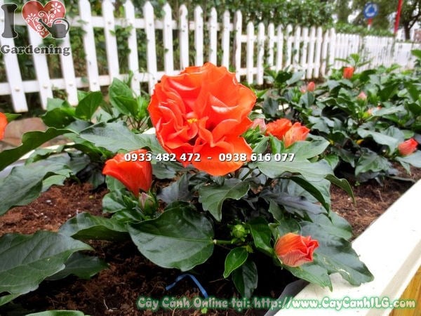 Cây râm bụt thái hoa màu cam cao 20cm – cây giống nhỏ gọn sắc cam rực rỡ