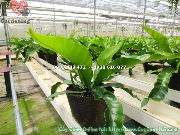 Cây ráng tổ điểu cao 20cm – dễ chăm sóc, xanh mướt quanh năm