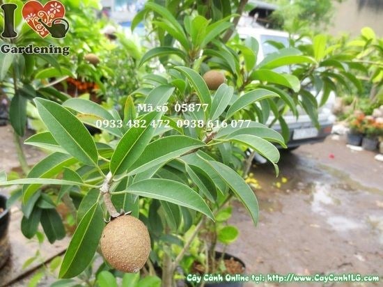 cây sabôchê có trái cao 1,2m – tại vườn ILG