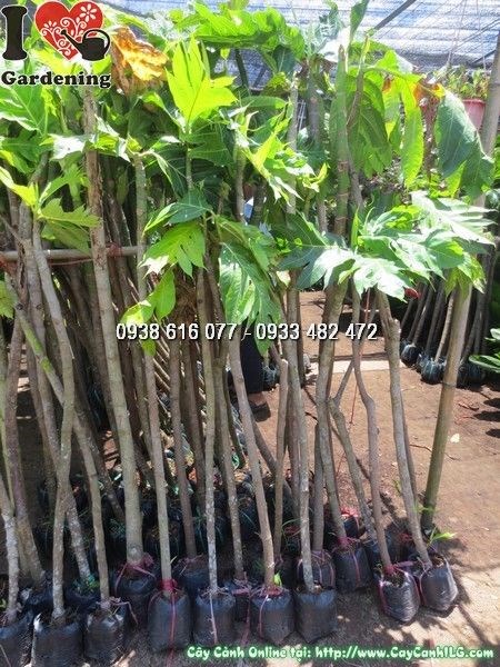 Cây sa kê cao 1m2 Ms 24329 - thân cành cứng cáp lá xanh đẹp