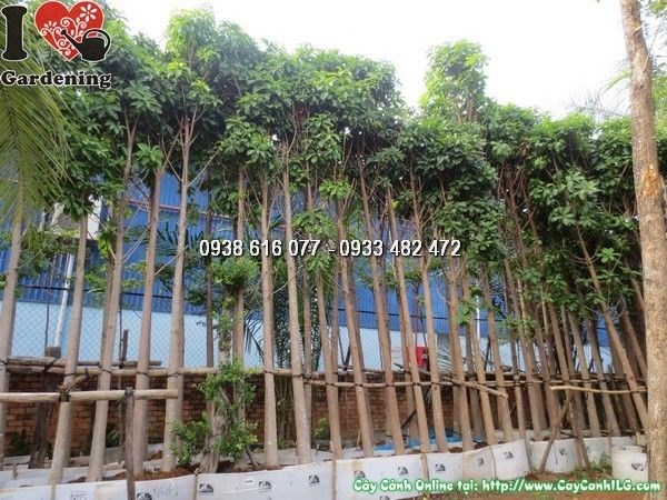 Cây Sala cao 5m đường kính 20cm – cây cảnh thiêng liêng tại vườn ILG