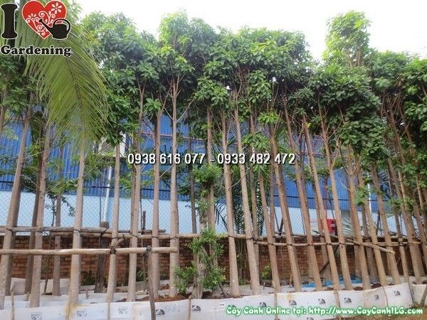 Cây Sala ứng dụng trồng cảnh quan công trình lớn