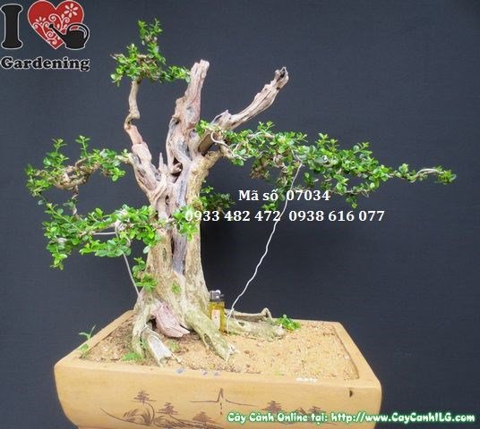 Cây sam bonsai Nhật Bản già đẹp Ms 07034 góc nhìn 5