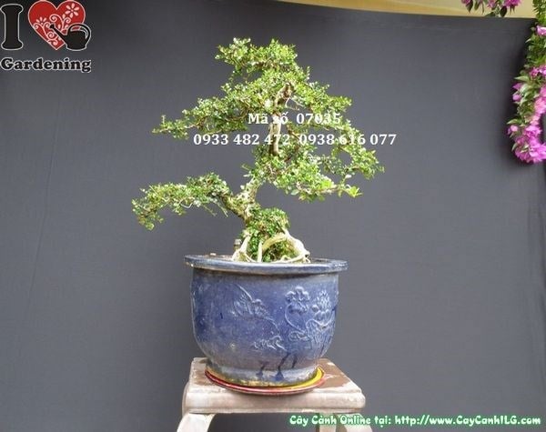 Cây sam núi trái bonsai gốc u lớn cao 58cm hoành 35cm – Ms 07035