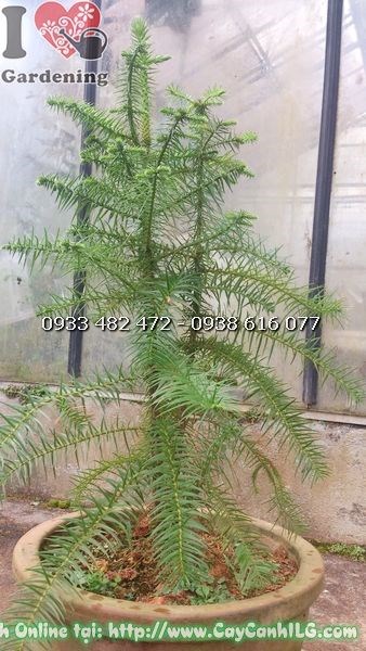 Cây sa mu cao 1m dáng chóp xanh đẹp