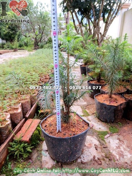 Cây Sa Mu giống – phù hợp trồng sỉ, dự án cảnh quan vùng núi
