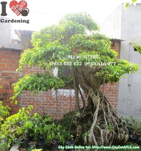 Cây sanh bonsai cổ thụ cao 230cm tại ILG