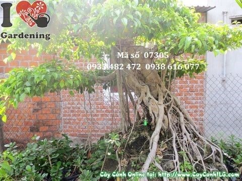 Cây sanh bonsai cổ thụ nhiều năm tuổi