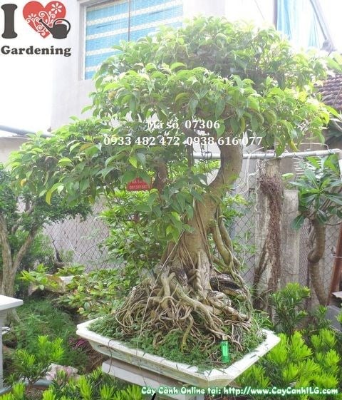 Chi tiết gốc và rễ cây sanh bonsai già 110cm Ms 07306