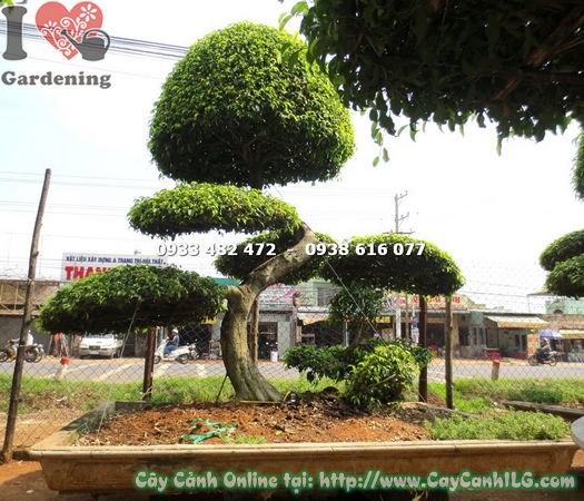 Tán lá và chi tiết cành của cây sanh bonsai kiểng cổ dáng phụ tử cao 2m