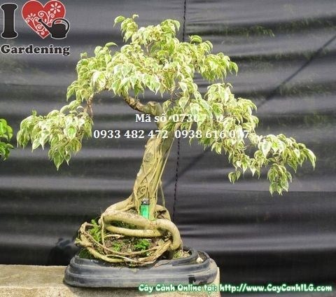 Cây Sanh Cẩm Thạch Bonsai cao 60cm – toàn cảnh chính diện