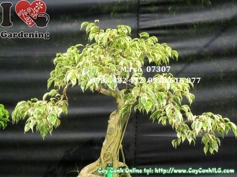 Cây Sanh Cẩm Thạch Bonsai 60cm – góc chính diện đẹp