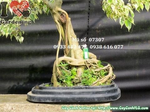 Cây Sanh Cẩm Thạch Bonsai 60cm – nhìn từ mặt sau góc khác