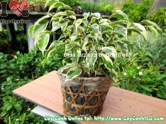 Cây sanh cẩm thạch 25cm phong thủy may mắn tài lộc
