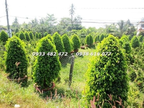Cây Sanh Cắt Tháp cao 1,5m tán lá xanh mướt Ms 22992 ILG