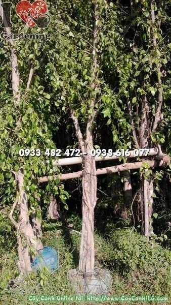 Hàng rào cây sanh cao 4m xanh dày tạo bức bình phong tự nhiên