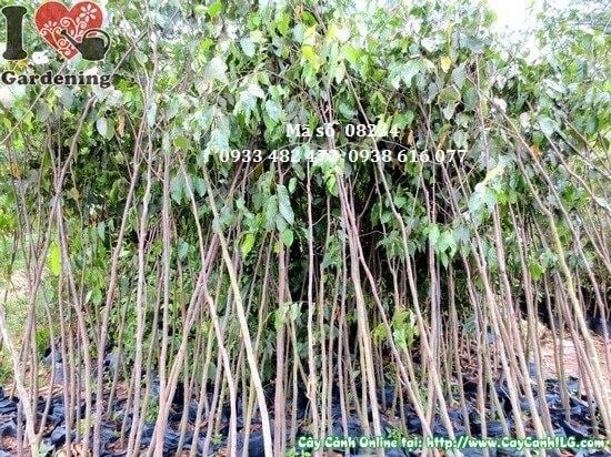 Cây sao đen Ms 08234 cao 2,5m - vườn ILG cung cấp sỉ lẻ