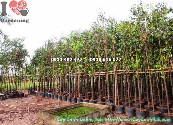Cây sao đen 4m trồng hàng đường phố công trình cảnh quan
