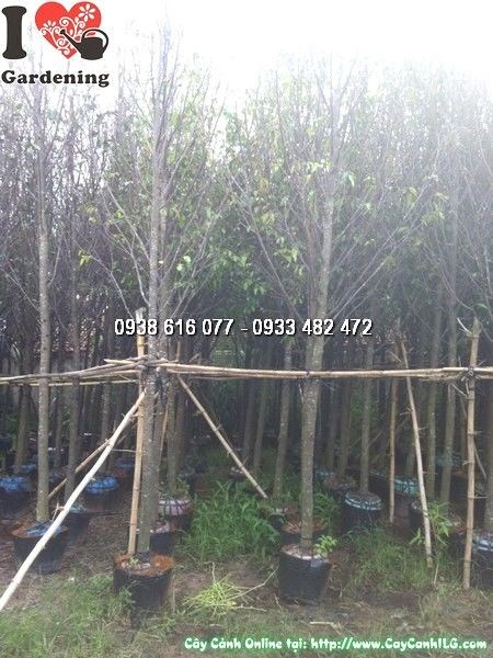 Cây sao đen đường kính gốc 8cm – Ms: 24466 tại vườn ILG