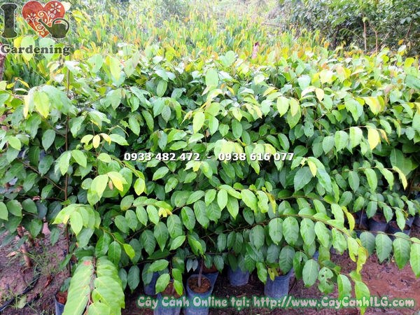 cây sao đen giống cao 1,4m Ms 17807 - bộ lá xanh tươi
