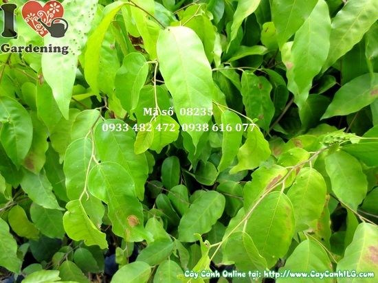 Cây sao đen giống 1m trồng cảnh quan công trình Ms 08235