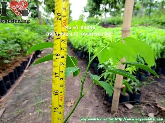 Cây sao đen giống 40cm – thân thẳng, lá xanh tươi, bộ rễ khỏe