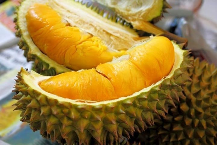 Cây sầu riêng Ri 6 – ứng dụng vườn sinh thái và trang trại