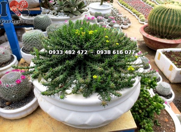 Cây sen đá bạch tuộc lớn nhất – toàn cảnh cây