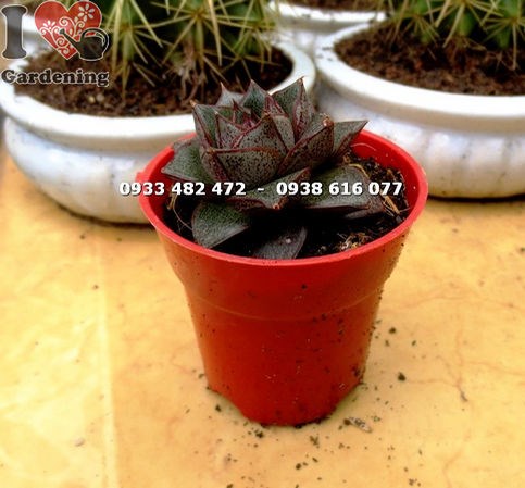 Cây sen đá bông hồng nhỏ Ms 14107 – hình dáng bông hồng độc đáo