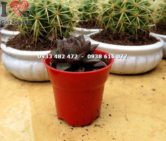 Sen đá bông hồng nhỏ – ý nghĩa phong thủy và công dụng trang trí