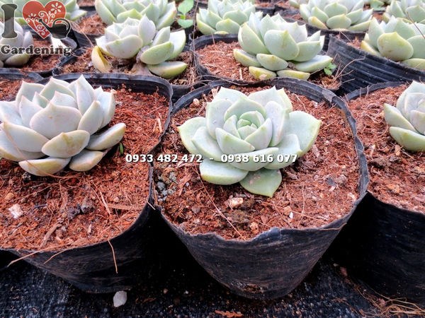 cây sen đá bông hồng trắng trung - phù hợp trang trí nội thất văn phòng