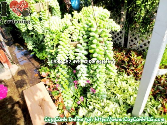 Đặc điểm cây sen đá chuỗi ngọc – lá tròn xâu thành chuỗi như ngọc bích
