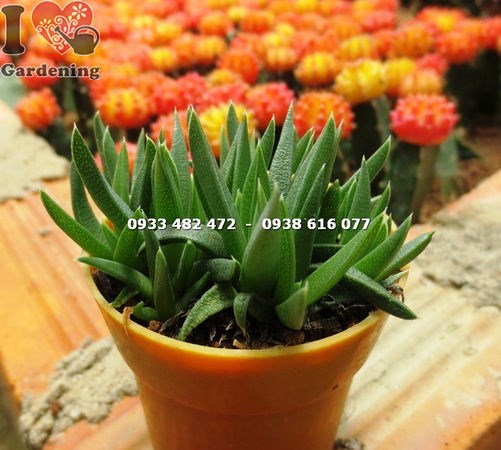 Sen đá cỏ ngọc nhỏ – lá xanh mọng nước, thân thẳng đứng nhọn