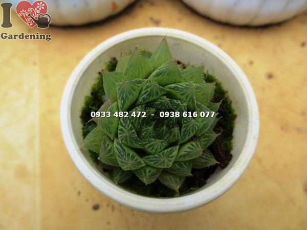 Cây sen đá đuốc nhỏ – đặc điểm màu sắc và hình dáng