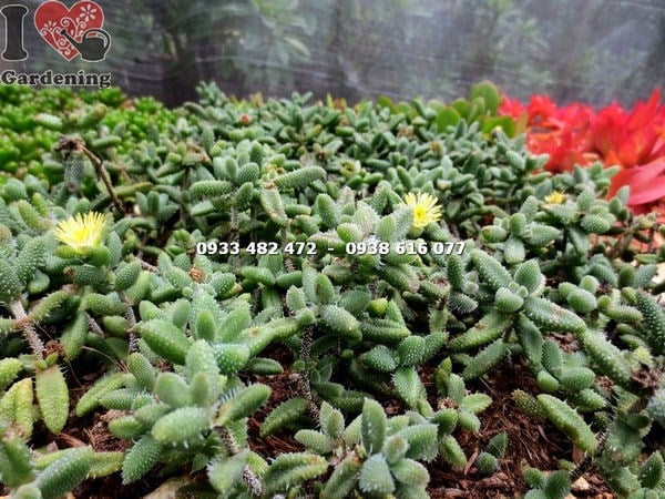 Vườn sen đá giống đẹp khỏe mạnh tại ILG