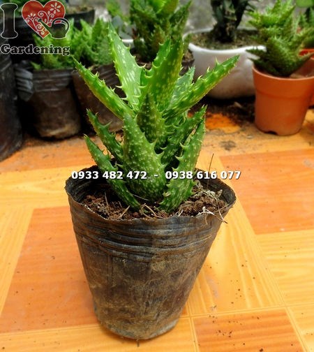 Cây sen đá hàm cá mập nhỏ – kích thước nhỏ gọn trang trí bàn làm việc