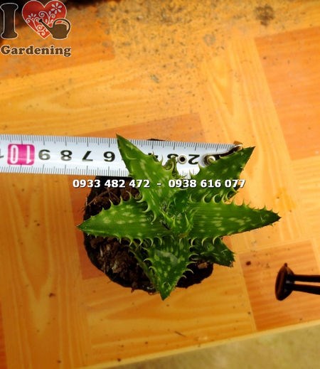 Cây sen đá hàm cá mập nhỏ – trang trí nội thất văn phòng, bàn làm việc
