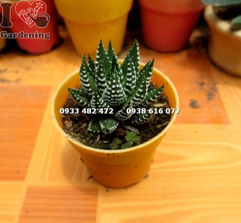 Đặc điểm lá sọc trắng của cây sen đá móng rồng loại nhỏ