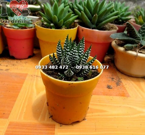 Chi tiết lá và sọc trắng cây sen đá móng rồng loại nhỏ