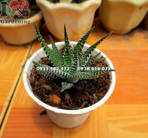 cây sen đá móng rồng nhỏ – lá viền trắng đẹp mắt, thích hợp trang trí nội thất
