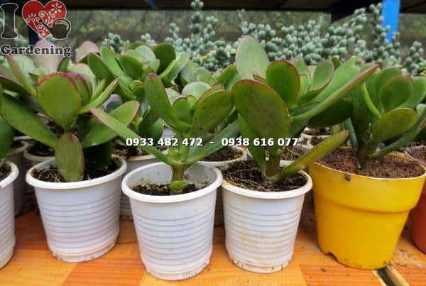 Cây sen đá ngọc bích nhỏ - lá bóng mọng xanh tươi tại vườn ILG