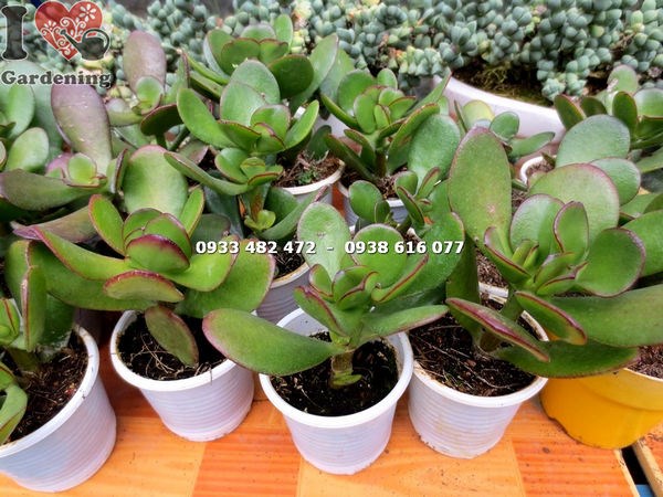 Cây sen đá ngọc bích nhỏ chăm sóc tại nhà dễ dàng
