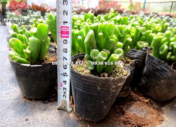 Cây sen đá ống điếu nhỏ Ms 14182 – bụi cây sum suê, thích hợp làm tiểu cảnh