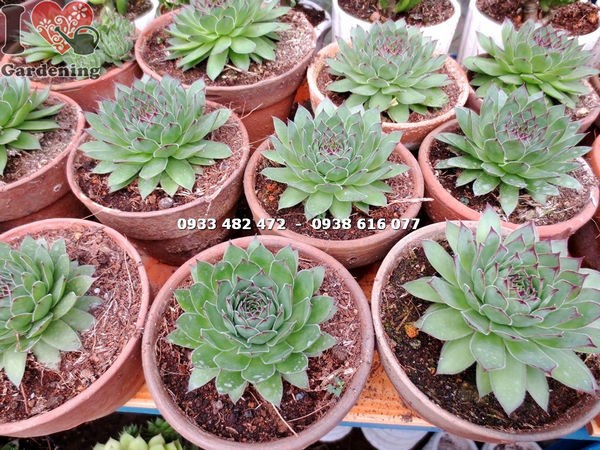 Sen đá Phật Bà Trung 7cm – phù hợp trang trí nội thất văn phòng quán cà phê